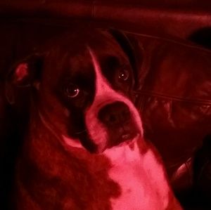 Meet your Posher, Billy